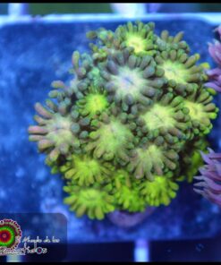 Goniopora ultra