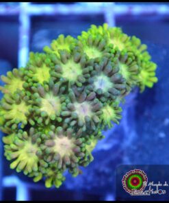 Goniopora ultra