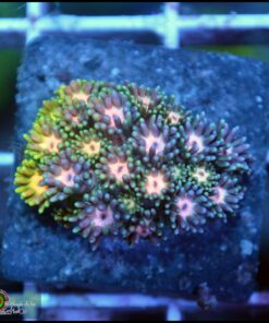 Goniopora rainbow