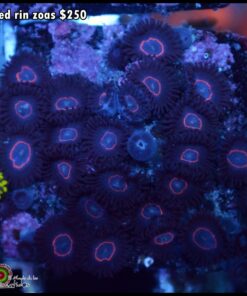 Red ring zoas