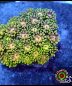 Goniopora ultra
