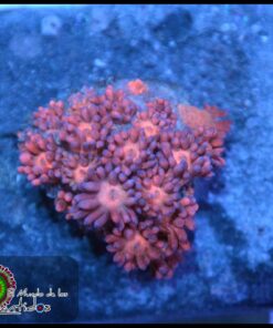Goniopora pink ultra