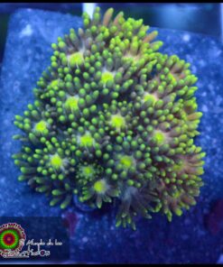 Goniopora ultra