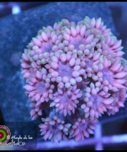 Purple passion goniopora