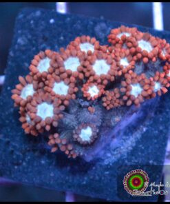 Superman goniopora