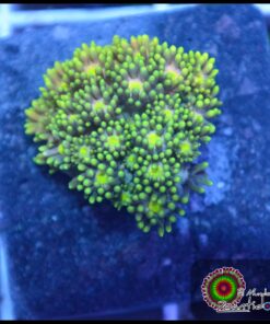 Goniopora ultra