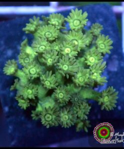 Green goniopora