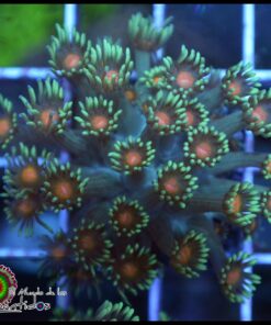Orange eye goniopora