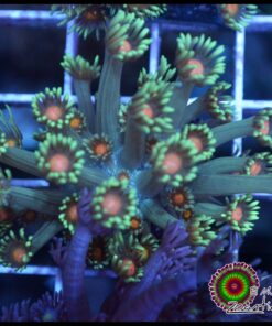 Orange eye goniopora