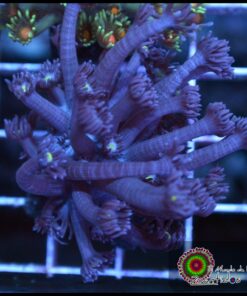 Purple goniopora