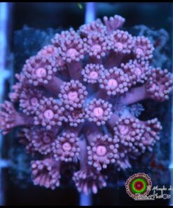 Pink goniopora