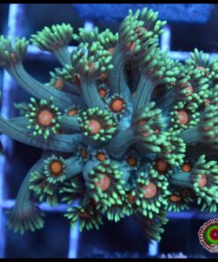 Orange eye goniopora