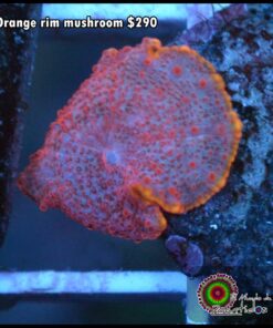 Orange rim mushroom