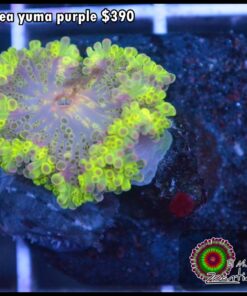 Ricordea yuma purple
