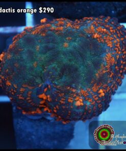 Rhodactis orange