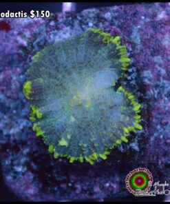Rhodactis