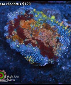 Picasso rhodactis