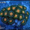 Zoas