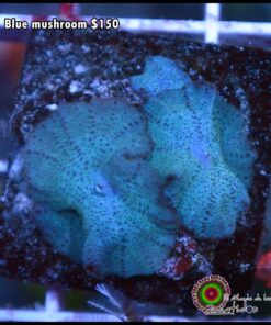 Blue mushroom