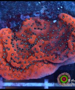 Montipora