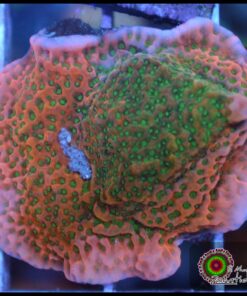 Montipora