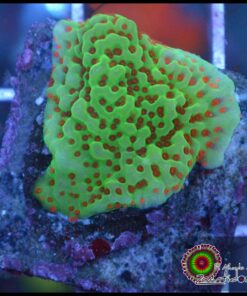 Red Hot montipora