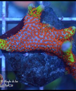 Forest fire montipora