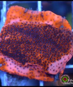 Mystic montipora