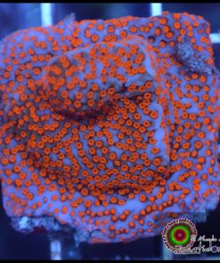 Superman montipora