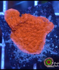 Montipora