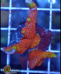 Forest fire montipora