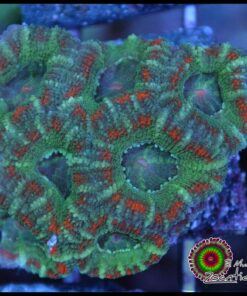 Micromusa ultra