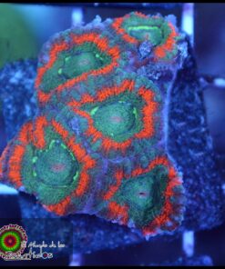 Micromusa ultra