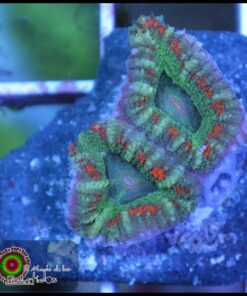Micromusa ultra
