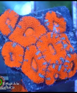 Micromusa ultra