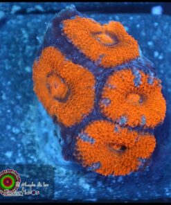 Micromusa ultra