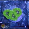 Green micromusa
