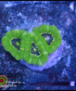 Green micromusa