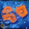 Acan