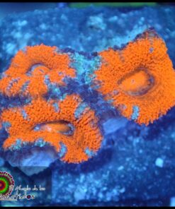 Acan