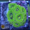 Green micromusa