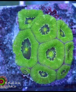 Green micromusa