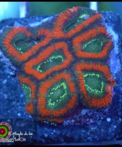 Micromusa ultra