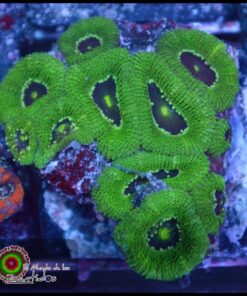 Green micromusa