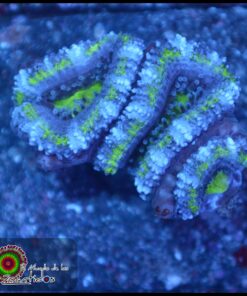 Acan ultra