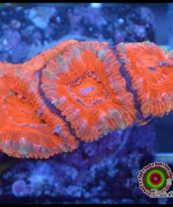 Acan ultra