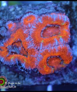 Acan rainbow