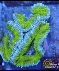 Acan ultra