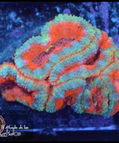 Acan ultra