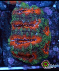 Acan ultra